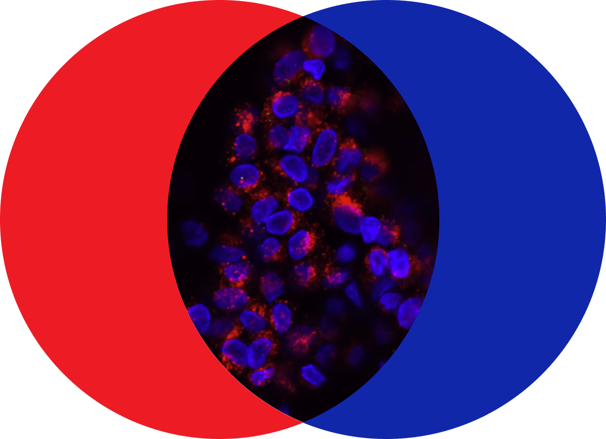 Two circles, one red and one blue, overlapping each other.